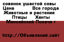 совенок ушастой совы › Цена ­ 5 000 - Все города Животные и растения » Птицы   . Ханты-Мансийский,Покачи г.